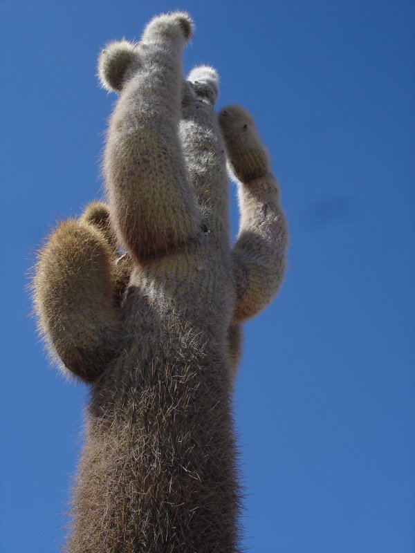 Kaktusy na ostrově mají přírůstek 1cm za rok. Ten největší kaktus má 12m, ten už něco pamatuje.